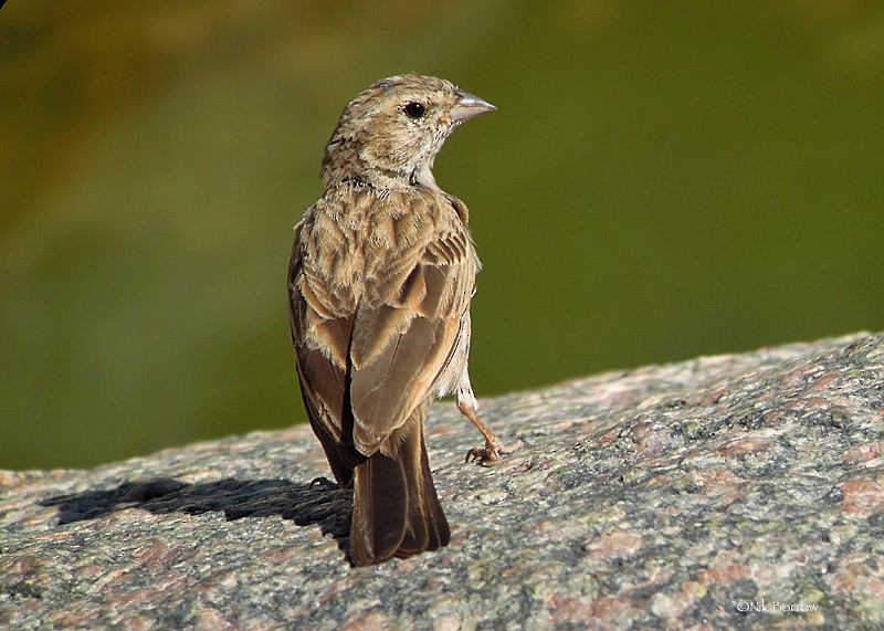 Lark-like Bunting - ML205486011