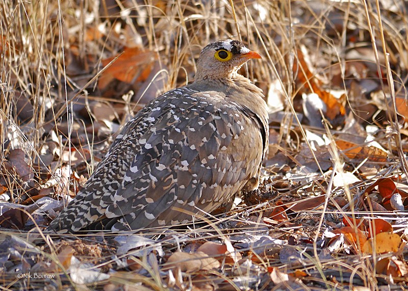 Double-banded Sandgrouse - ML205486041