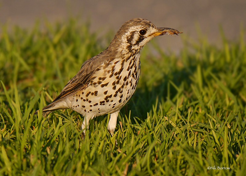 Groundscraper Thrush - ML205486151