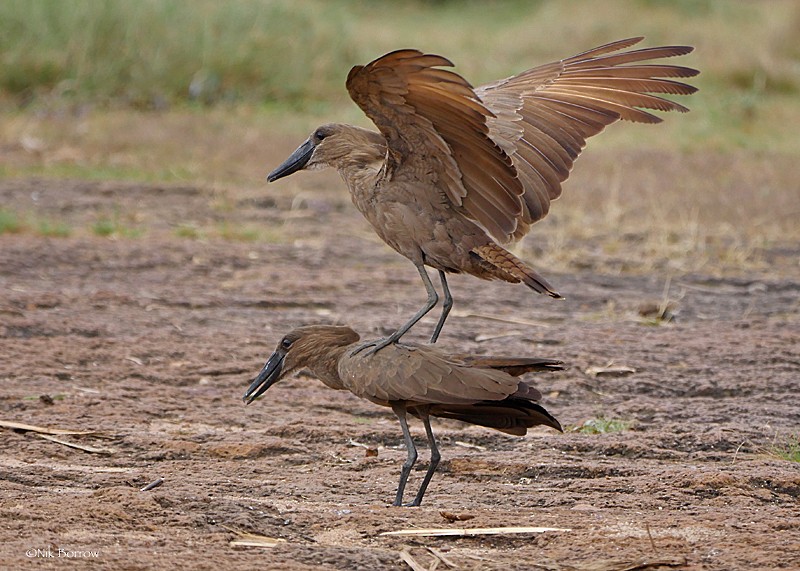 Hamerkop - ML205486171