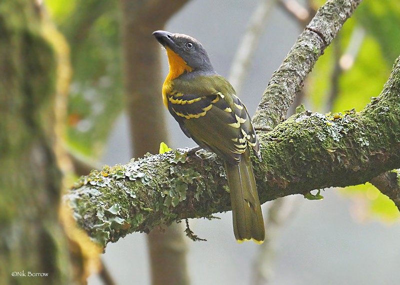 Lagden's Bushshrike (Eastern) - ML205486261