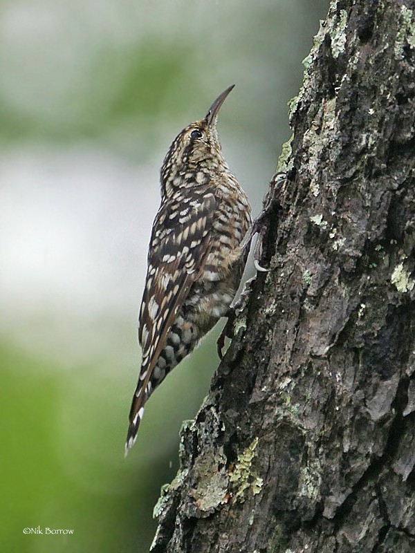 African Spotted Creeper - Nik Borrow