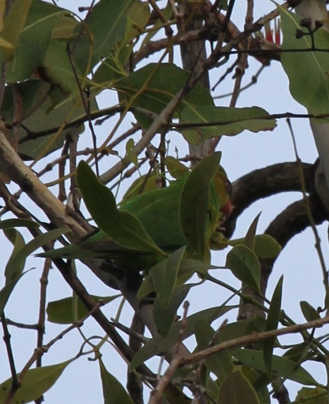 Olive-headed Lorikeet - ML205486911