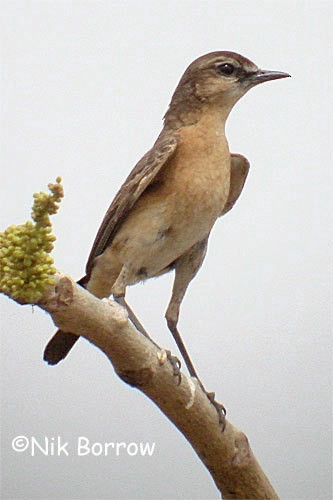 Heuglin's Wheatear - ML205487471