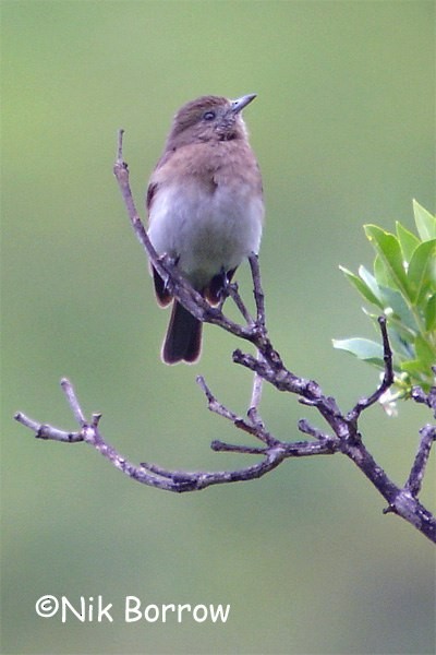 Angola Slaty-Flycatcher - Nik Borrow