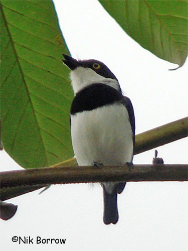 West African Batis - ML205487541