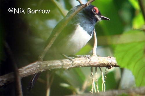 Banded Wattle-eye - Nik Borrow