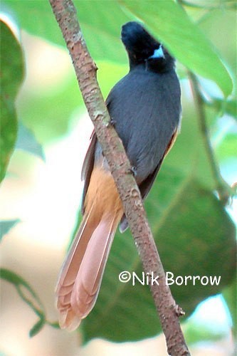 Rufous-vented Paradise-Flycatcher - Nik Borrow