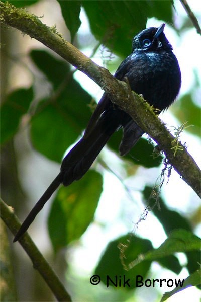 Sao Tome Paradise-Flycatcher - ML205487611