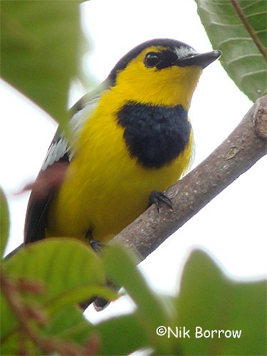 Black-breasted Boatbill - ML205487631