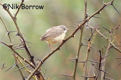 Short-billed Crombec - ML205487691