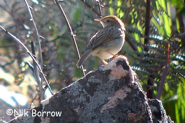 Wailing Cisticola (Wailing) - ML205487741