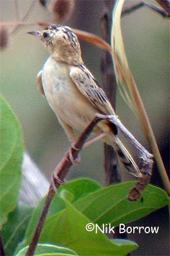 Black-backed Cisticola (Black-backed) - Nik Borrow