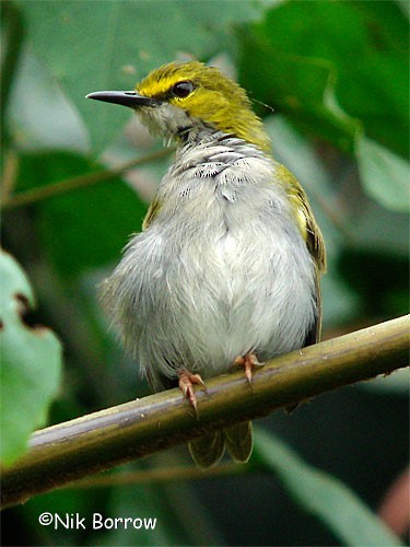 Yellow-browed Camaroptera - Nik Borrow