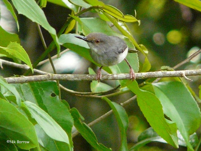 Long-billed Tailorbird (Long-billed) - Nik Borrow