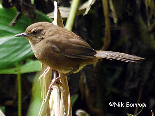 Evergreen-forest Warbler (Lopez's) - ML205487911