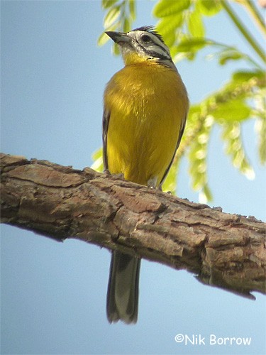 Brown-rumped Bunting - Nik Borrow
