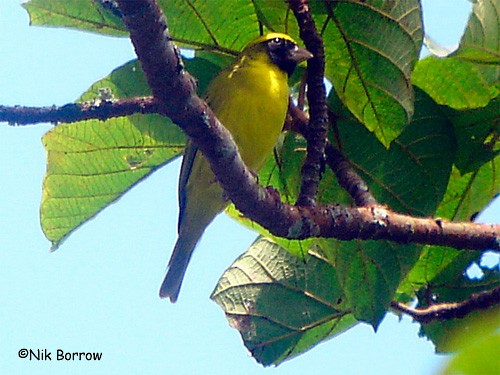 Black-faced Canary - Nik Borrow