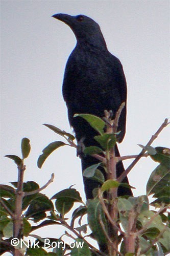 Neumann's Starling - ML205488061