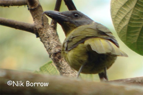 Green-breasted Bushshrike - ML205488101