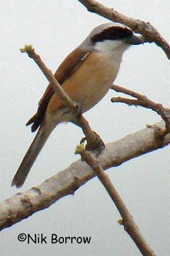 Emin's Shrike - ML205488141