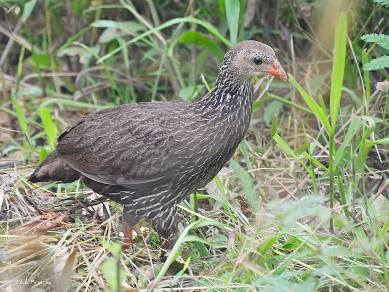 Ahanta Spurfowl - Nik Borrow