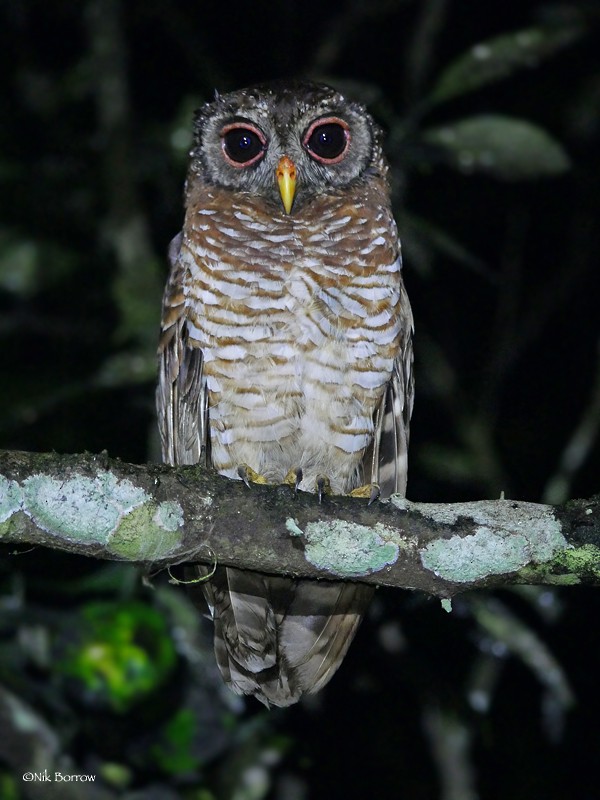 African Wood-Owl - ML205488221