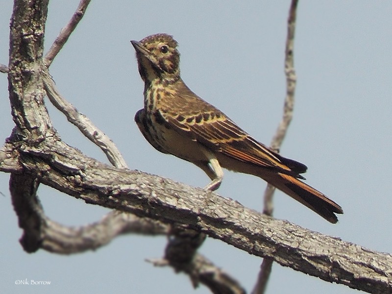 Rufous-rumped Lark - ML205488261