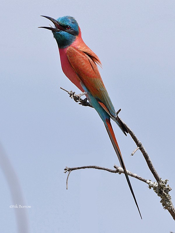 Northern Carmine Bee-eater - ML205488271