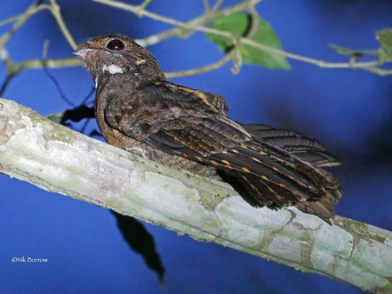 Brown Nightjar - Nik Borrow