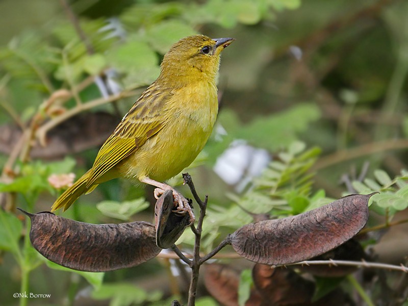 Taveta Golden-Weaver - ML205488611