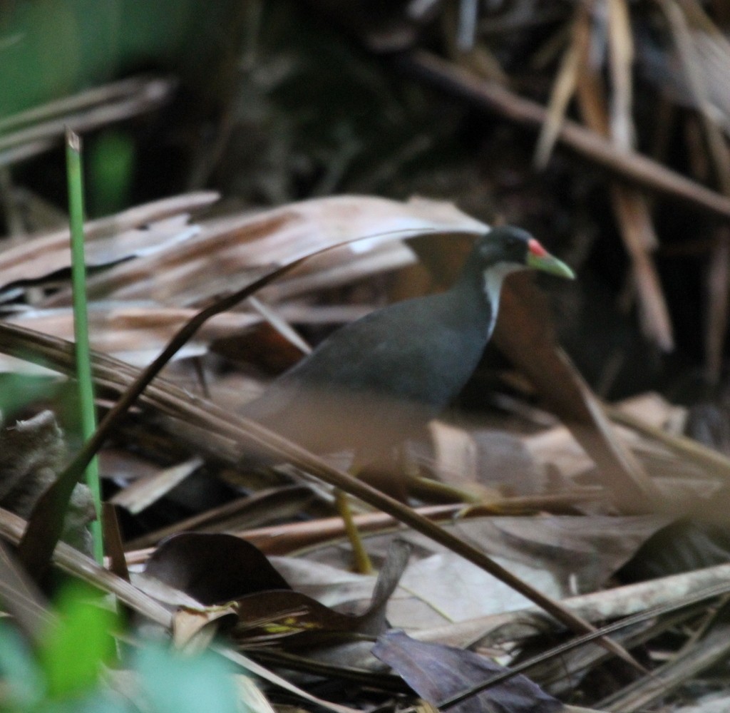 White-breasted Waterhen - ML205488751