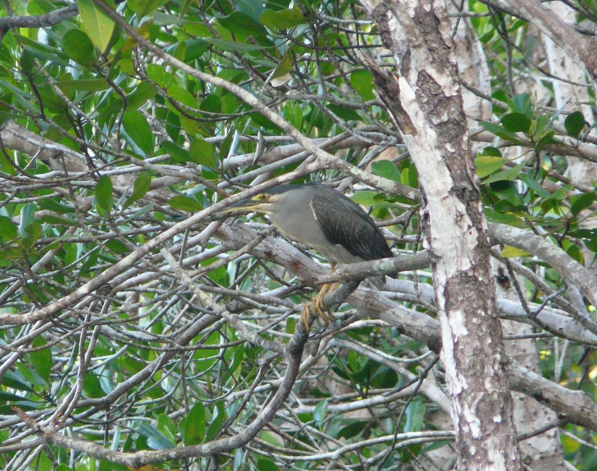 Striated Heron (Old World) - ML205489241