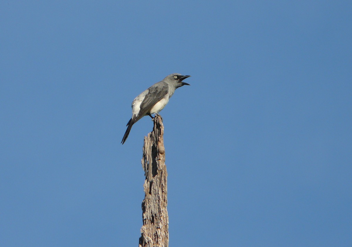 White-rumped Cuckooshrike - ML205489251