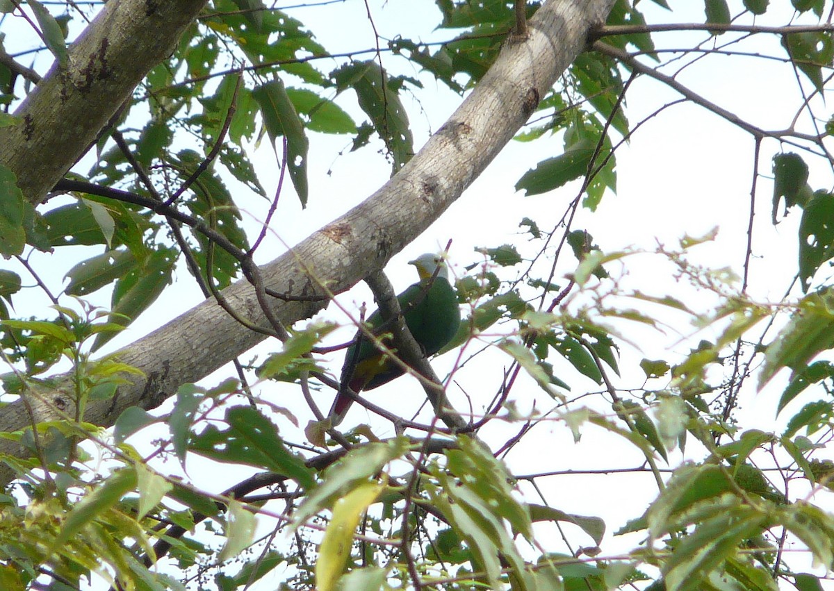 Black-naped Fruit-Dove - ML205489311