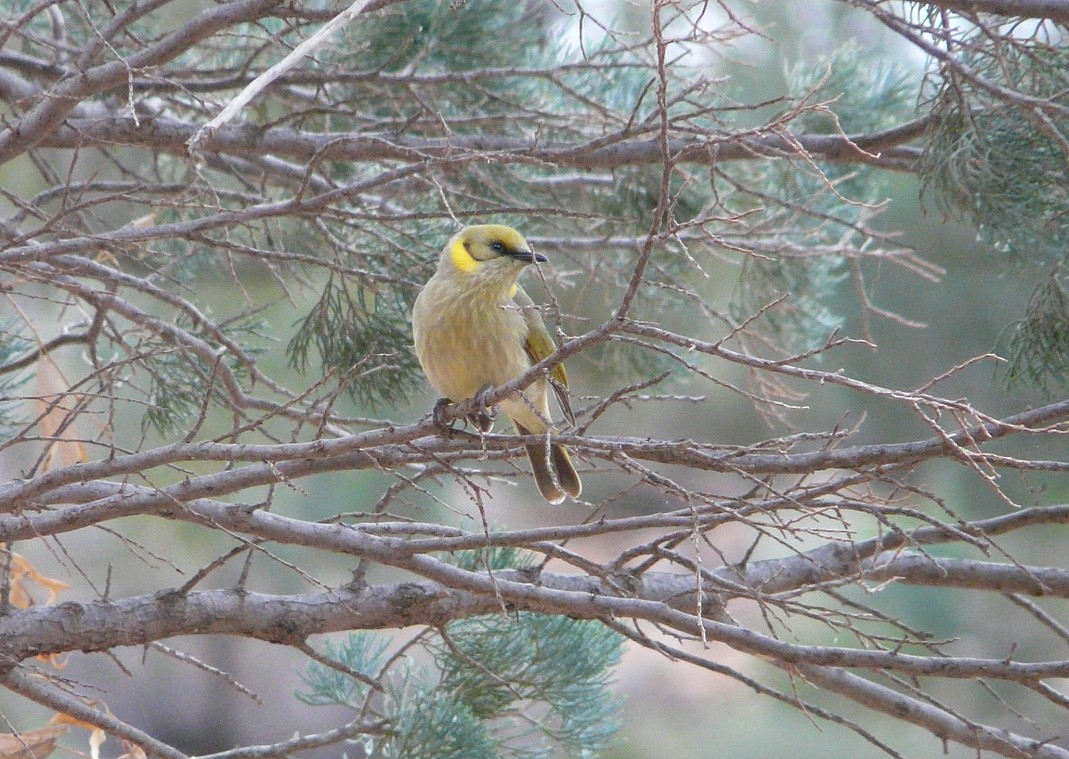 Gray-fronted Honeyeater - Peter Waanders