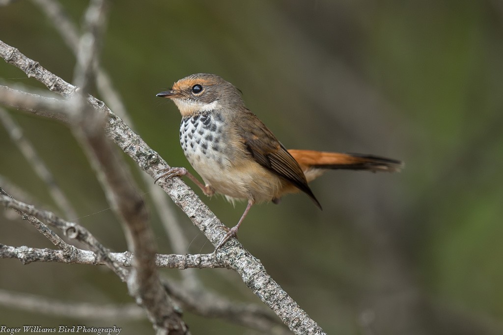 Australian Rufous Fantail - Roger Williams & Jane Wright