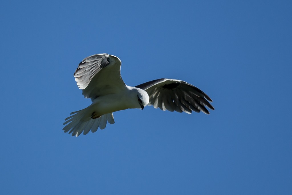 Black-shouldered Kite - Roger Williams & Jane Wright