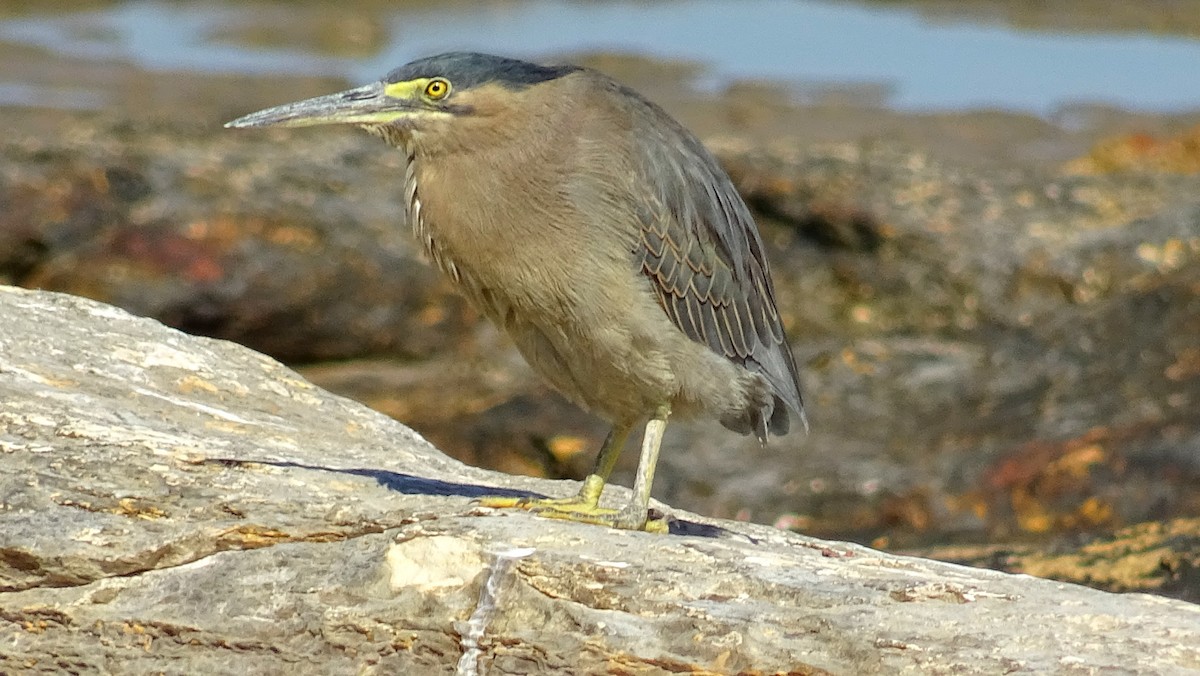 Striated Heron (Old World) - ML205489911