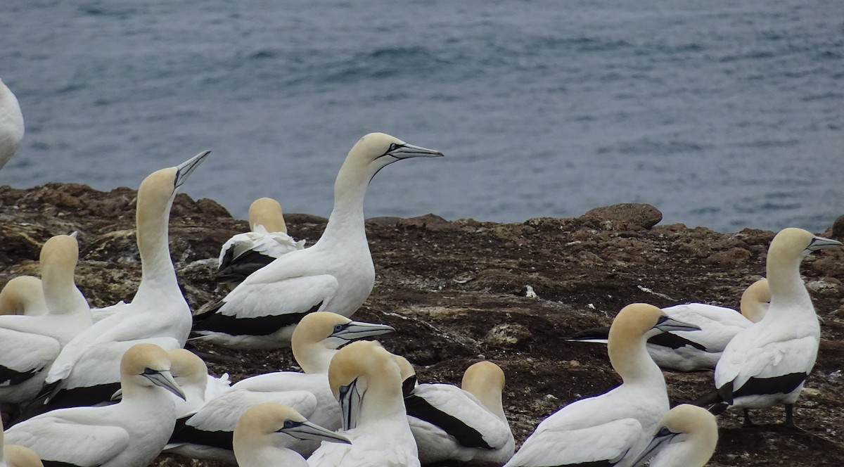 Cape Gannet - Stephen and Glenda Bushell