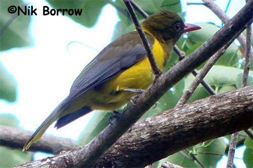 Oropéndola Cabeciverde (chlorocephalus/amani) - ML205489941