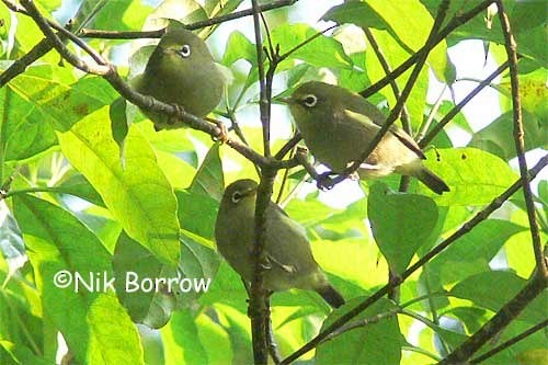 São-Tomé-Brillenvogel - ML205489981