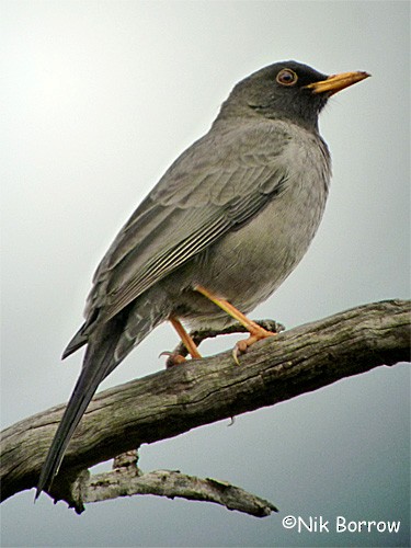 Merle de Somalie - ML205490041