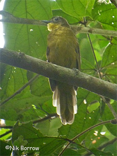 Yellow-bearded Greenbul - ML205490101