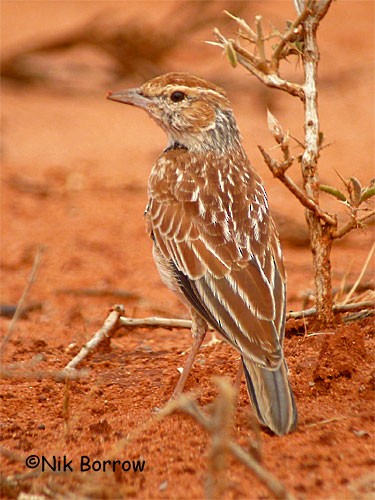 Collared Lark - ML205490131