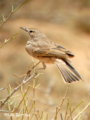 Lesser Hoopoe-Lark - Nik Borrow