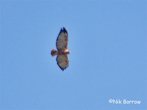 Augurbussard (Somalibussard) - ML205490151