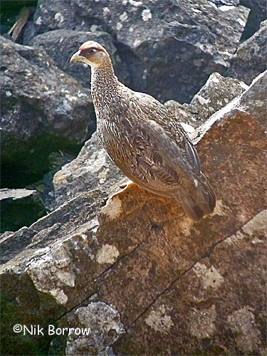 Djibouti Spurfowl - Nik Borrow