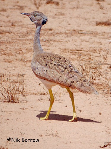 Little Brown Bustard - ML205490181