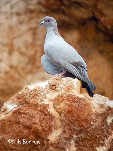 יונה סומלית - ML205490191